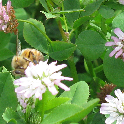 annual clover