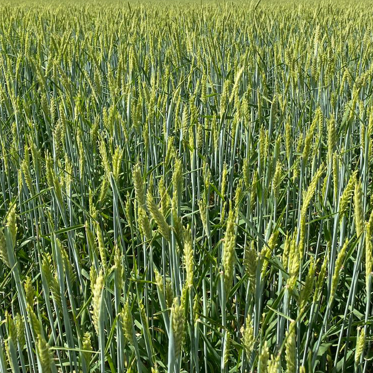 barley