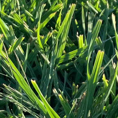 brome