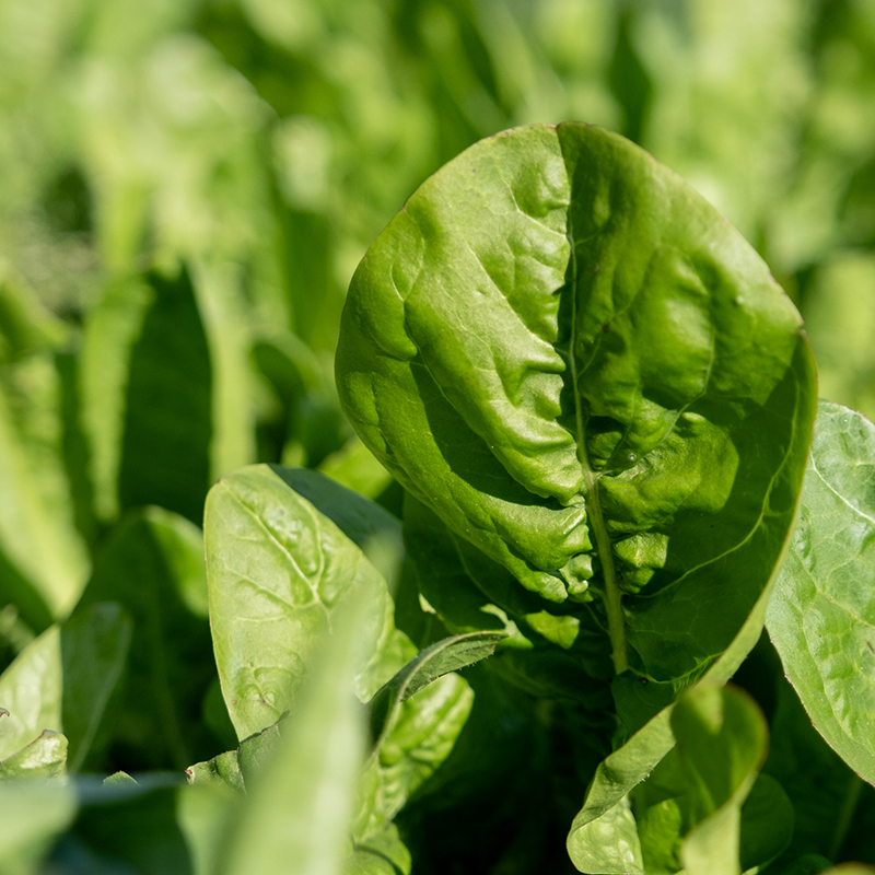 chicory