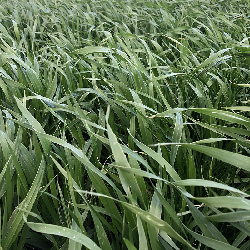 oats
