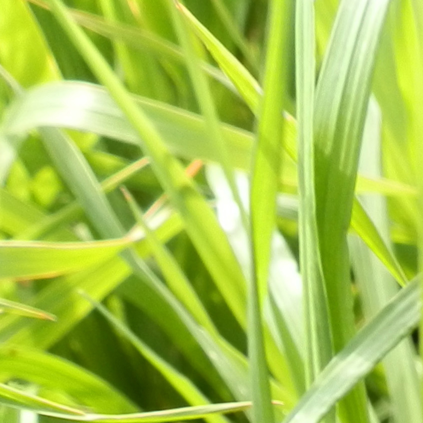 phalaris