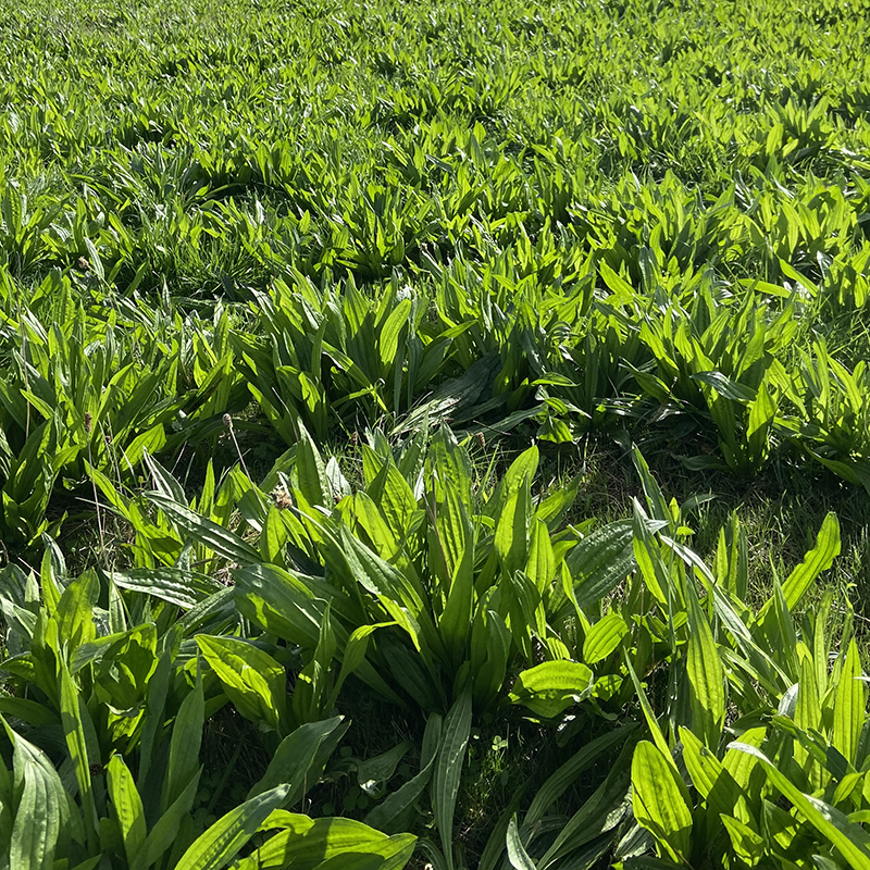 plantain