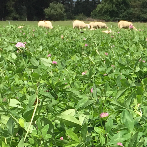 red clover