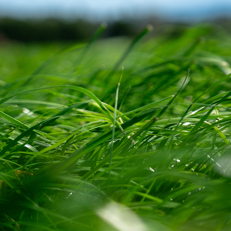 Ryegrass