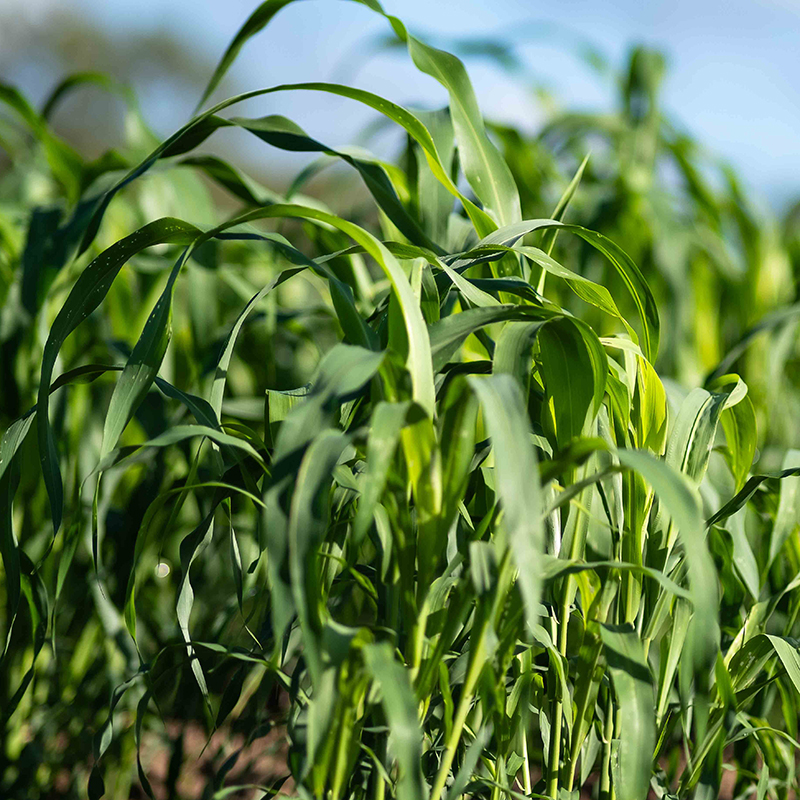 sorghum