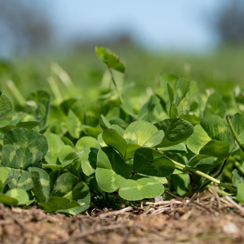 sub clover