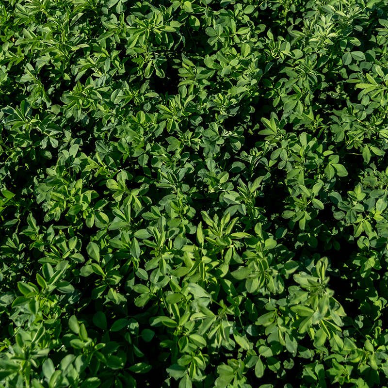 vetch