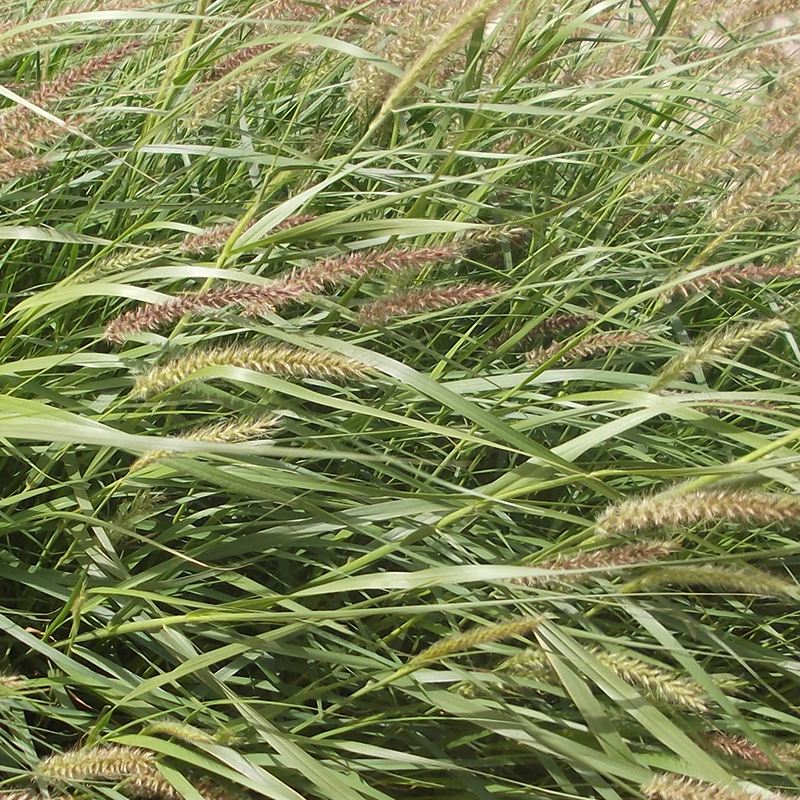buffel grass