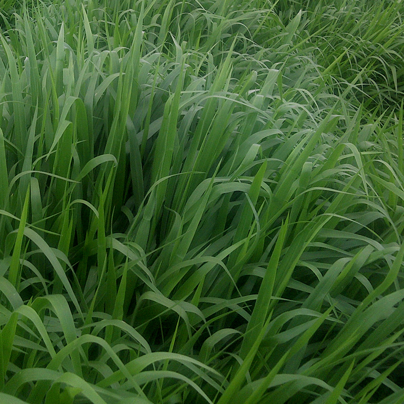 brachiaria