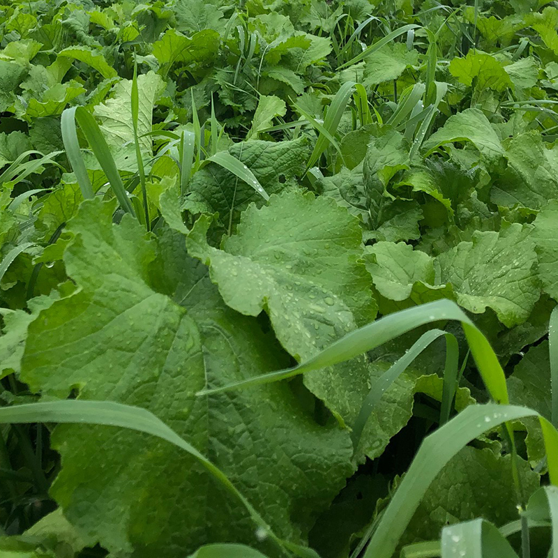 leafy turnip