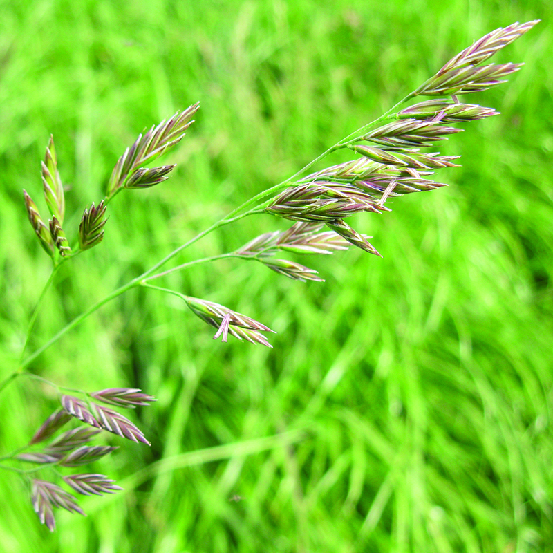 tall fescue