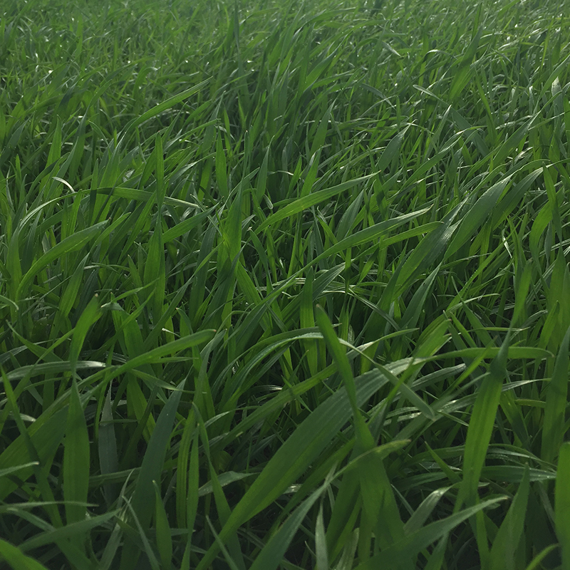 triticale