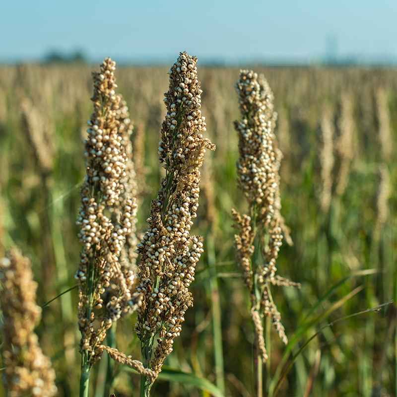 millet