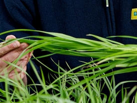 endophyte header