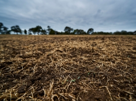 tiny emerging plants from a seedbed on a gloomy overcast day