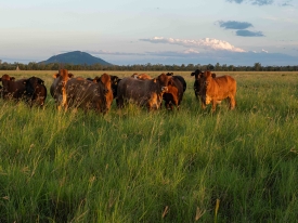 Cattle grazing grass at sunset