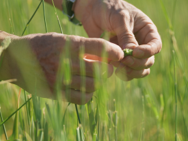 phalaris