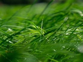 Ryegrass