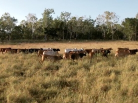 Cattle grazing on Rhodes grass pastures at Jerona Station. 