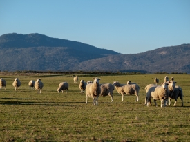 Charlie de Fegley (Ararat - Prime Lamb)