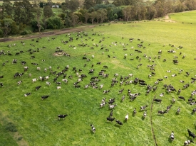 Dairy cows on Maxsyn NEA ryegrass