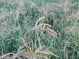 This Endura Rhodes crop bounced back quickly after severe frost events.