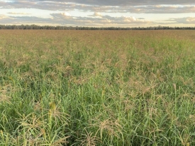 Stewart Hay invited local growers to inspect this Endura Rhodes crop. 