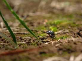 african black bettle walking through ryegrass