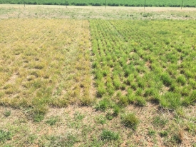 rust on ryegrass - clean v rust trial site