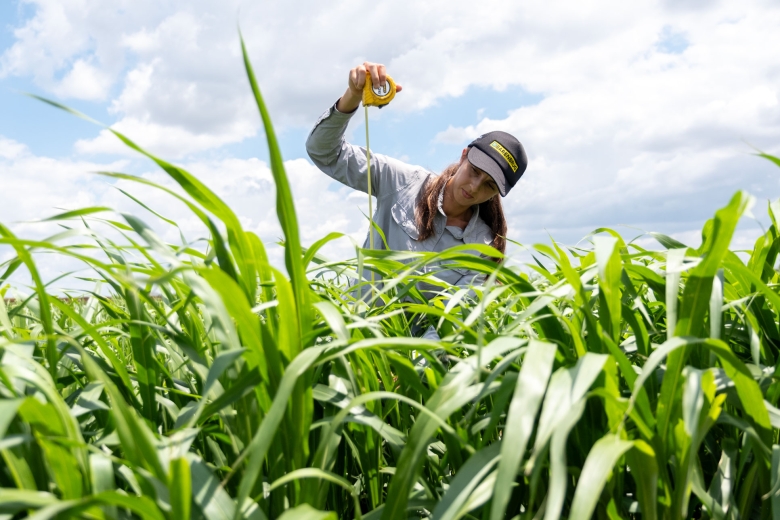 Barenbrug worker Ariana measuring nudan forage sorghum