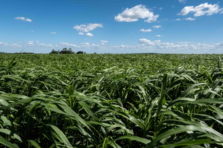 Nudan forage sorghum swaying in breeze in central Queensland