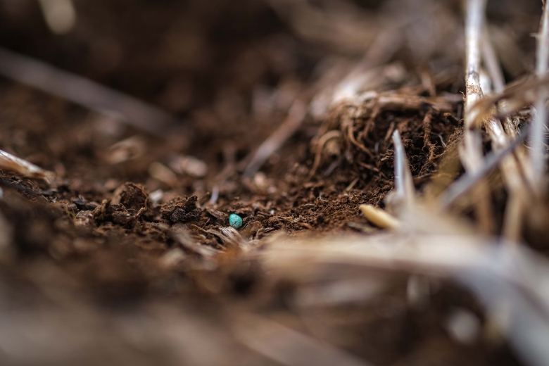 close up of coated seed in seedbed waiting to germinate