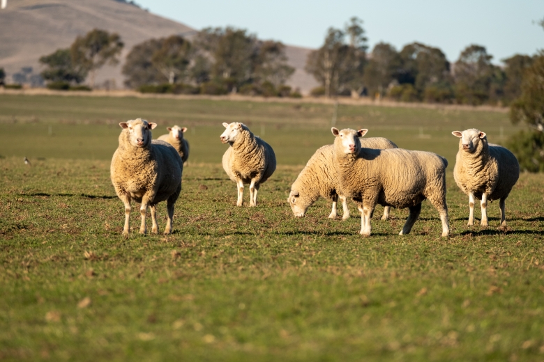 Charlie de Fegley (Ararat - Prime Lamb)