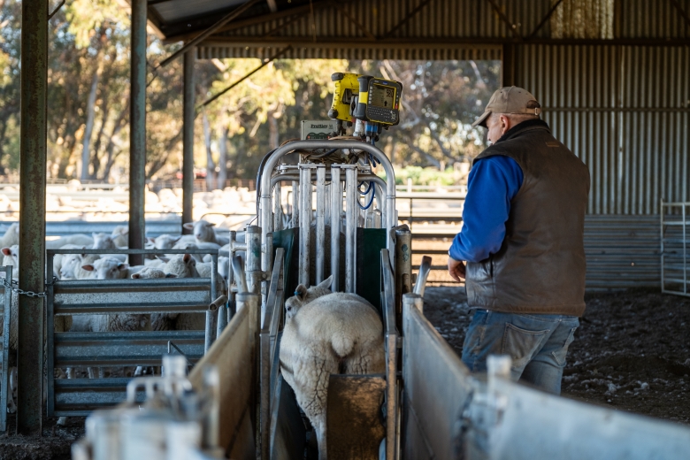 Charlie de Fegley (Ararat - Prime Lamb)