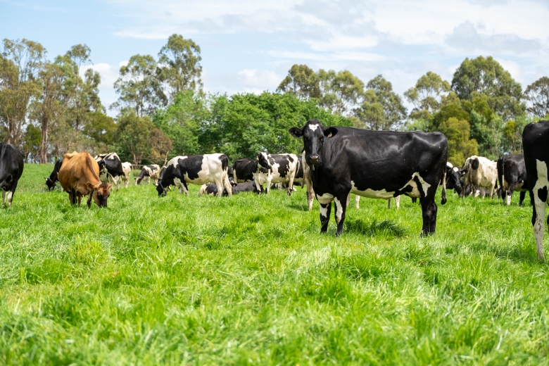 Dairy cows on Maxsyn NEA ryegrass