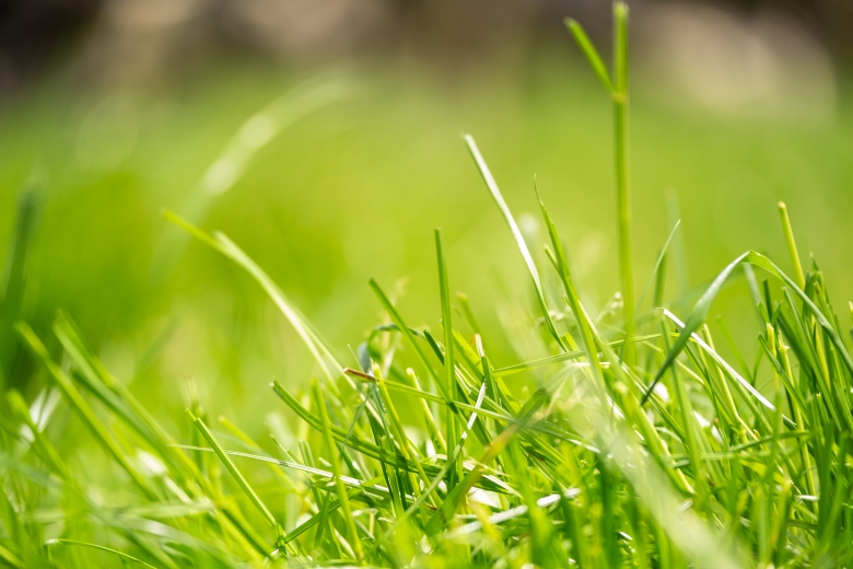 Dairy cows on Maxsyn NEA ryegrass