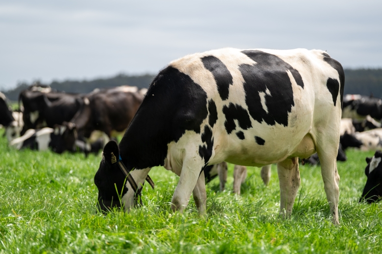 Dairy cows on Maxsyn NEA ryegrass