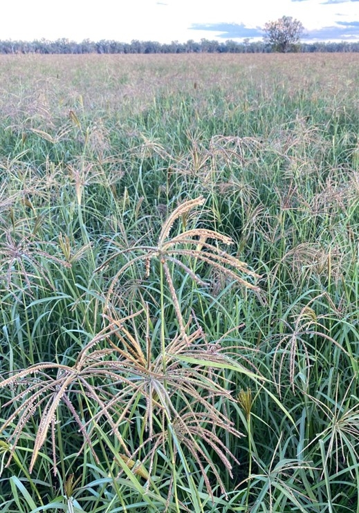 This Endura Rhodes crop bounced back quickly after severe frost events.