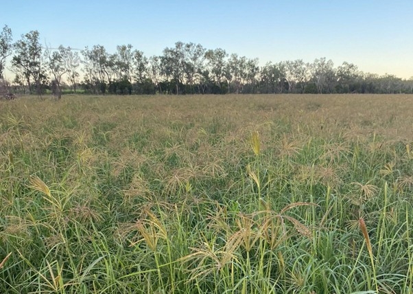 Endura Rhodes grass at Stewart Hay’s property at Taroom, Qld. 