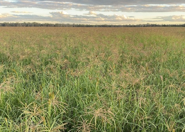 Stewart Hay invited local growers to inspect this Endura Rhodes crop. 