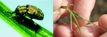argintine stem weevle 