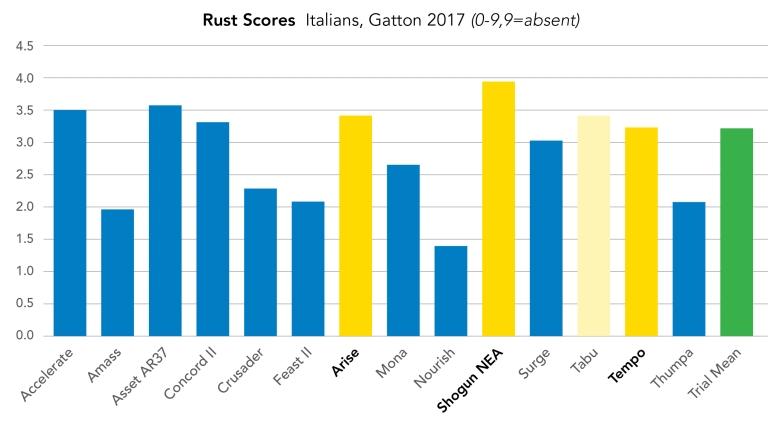 rust on ryegrass scores - Italians - bargraph