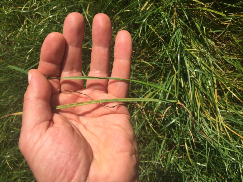 rust on ryegrass - clean v rust on leaf