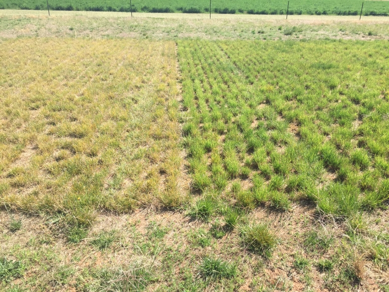 rust on ryegrass - clean v rust trial site