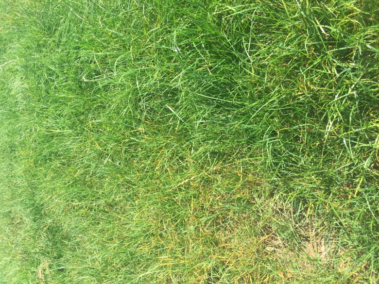 rust on ryegrass - clean v rust trial site
