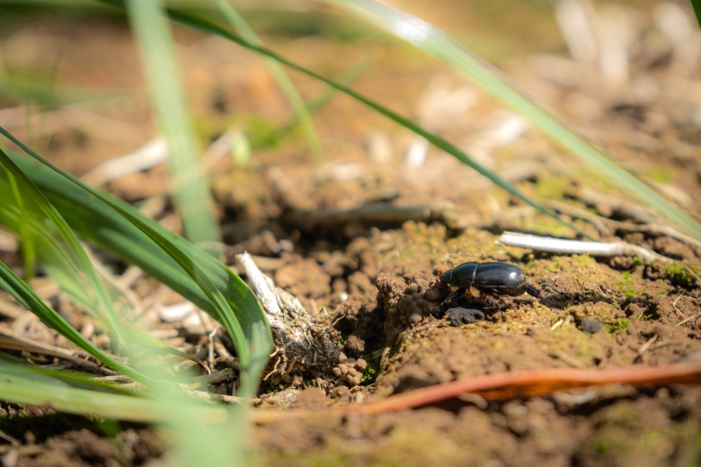 african black bettle walking through ryegrass