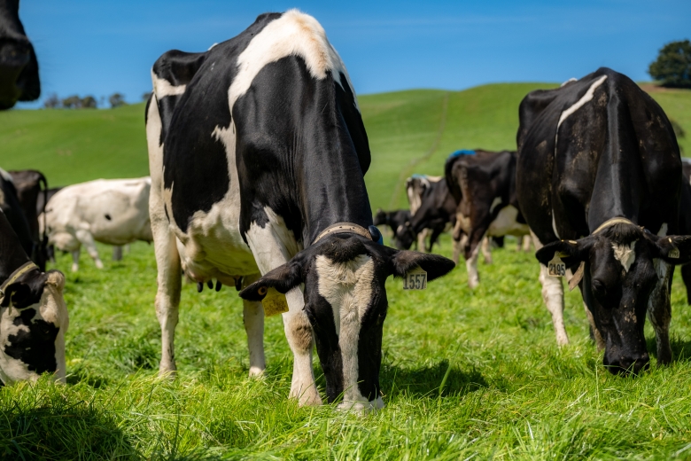 cow eating 4front NEA2 in Bena Gippsland