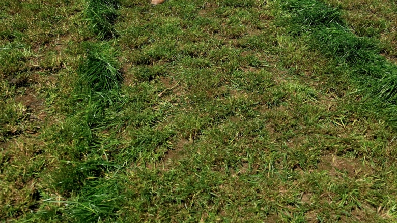 Kidman close up - Endophyte trial