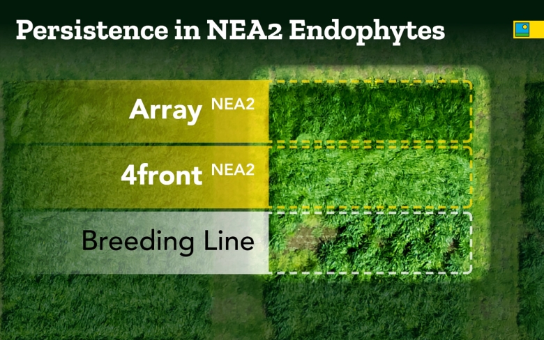 Persistence in NEA endophytes 